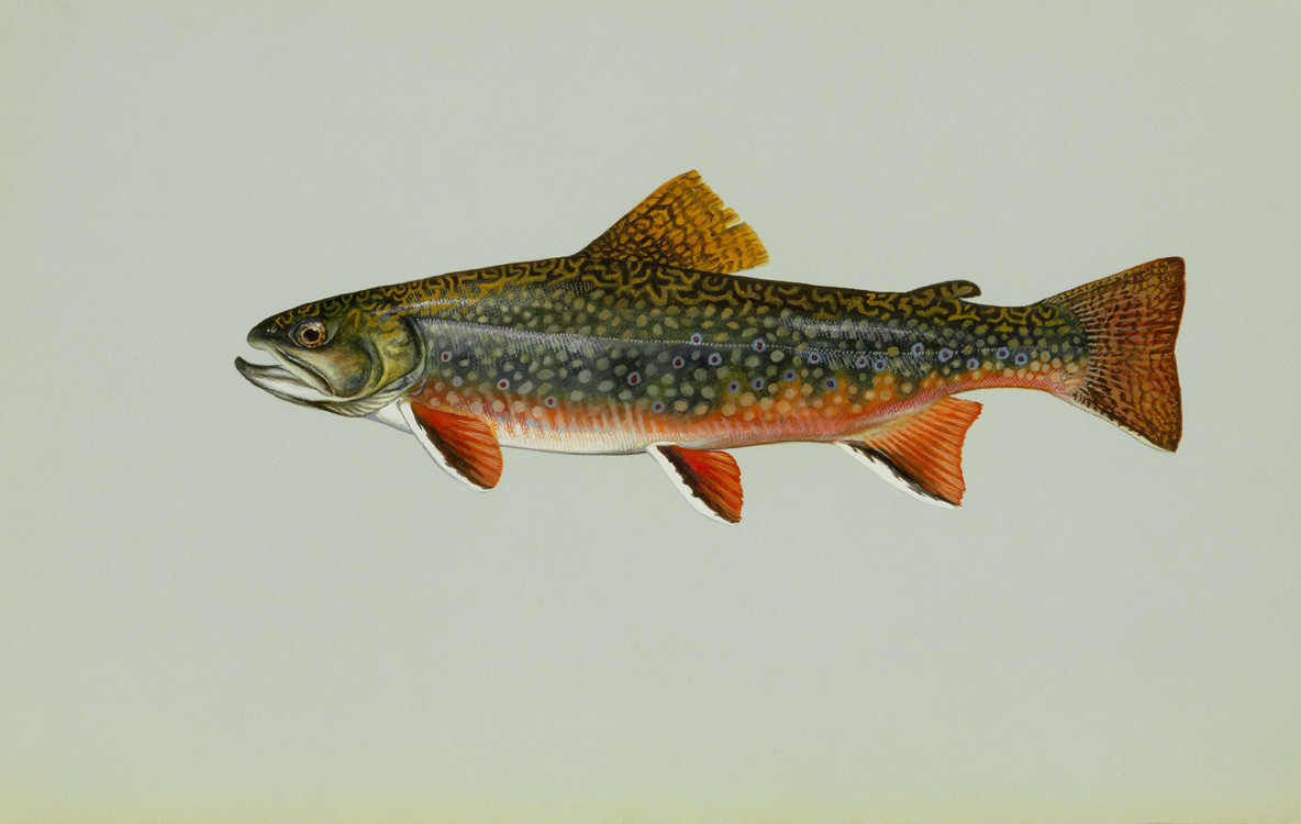Brook Trout Source: Raver, Duane. http://images.fws.gov. U.S. Fish and Wildlife Service.